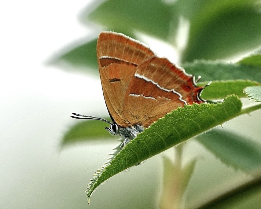 brown hairstreak
